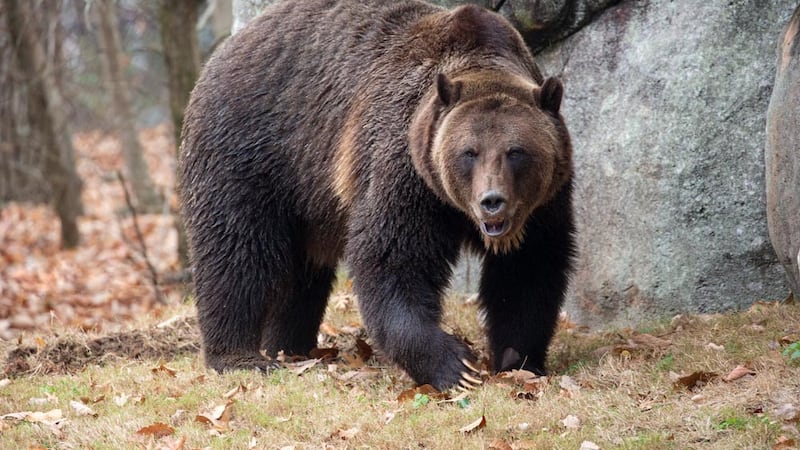 Montana advances grizzly bear plans that could allow hunting