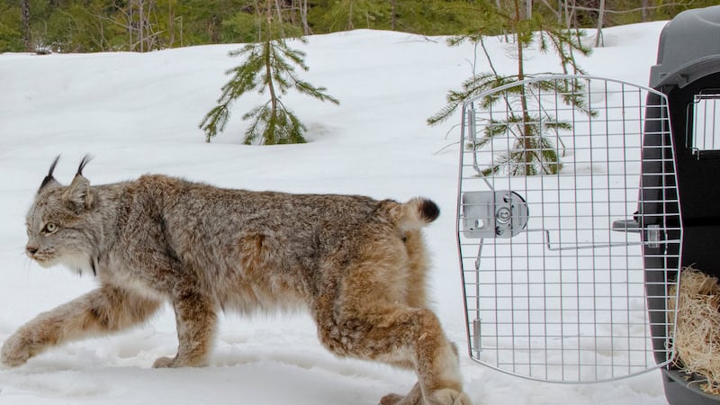 FILE - A Canada lynx is released in Schoolcraft County in Michigan's Upper Peninsula on April...