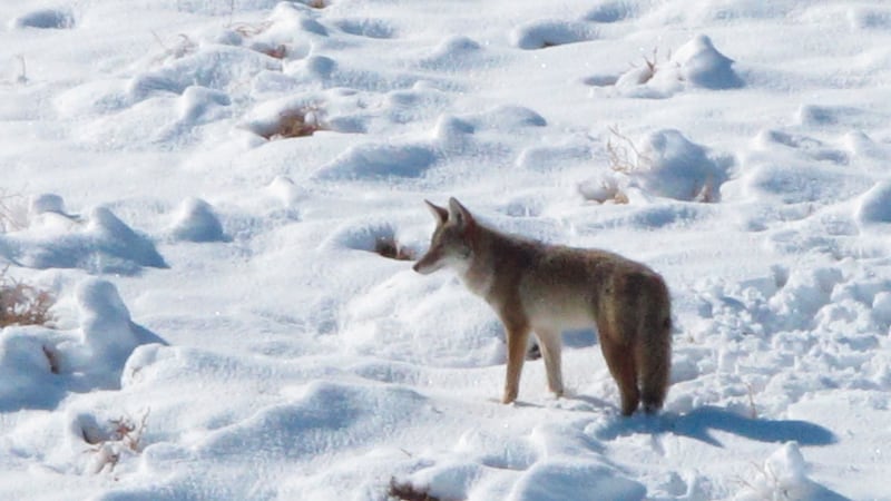 FILE - In this Nov. 10, 2015, file photo, a coyote makes its way through the snow on a...