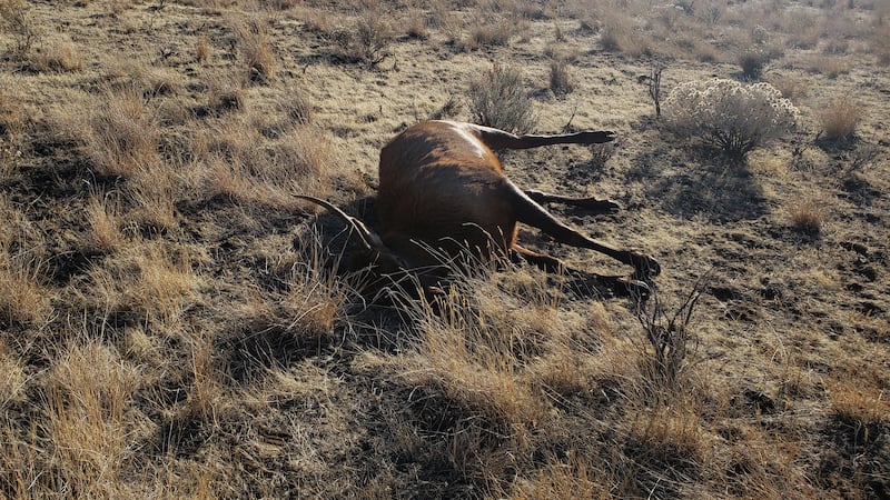 Spike bull elk killed by a poacher and left to waste in Gooding County, north of Bliss.